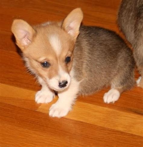 Contact us today to learn more about our Pembroke Welsh Corgi puppies. . Corgi puppies for sale colorado springs
